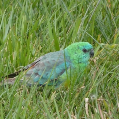 Psephotus haematonotus (Red-rumped Parrot) at Googong, NSW - 7 Sep 2022 by SteveBorkowskis