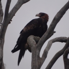 Aquila audax (Wedge-tailed Eagle) at Jerrabomberra, ACT - 7 Sep 2022 by Mike