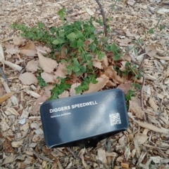 Veronica perfoliata (Digger's Speedwell) at Curtin, ACT - 6 Sep 2022 by MichaelMulvaney