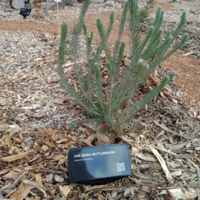 Calothamnus quadrifidus (One-sided Bottlebrush) at Dawson Street Gardens - 6 Sep 2022 by MichaelMulvaney