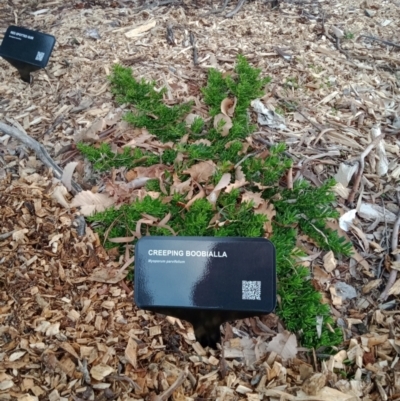 Myoporum parvifolium (Creeping Myoporum) at Curtin, ACT - 6 Sep 2022 by MichaelMulvaney