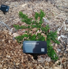 Myoporum parvifolium at Curtin, ACT - 6 Sep 2022 by MichaelMulvaney