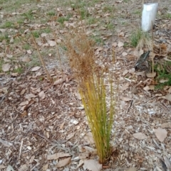 Juncus sp. (A Rush) at Dawson Street Gardens - 6 Sep 2022 by MichaelMulvaney