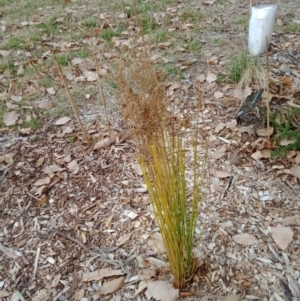 Juncus sp. at Curtin, ACT - 6 Sep 2022 03:39 PM