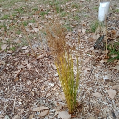 Juncus (genus) (A Rush) at Curtin, ACT - 6 Sep 2022 by MichaelMulvaney