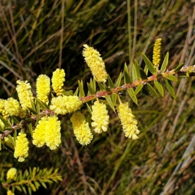 Acacia oxycedrus (Spike Wattle) at Cape Conran, VIC - 9 Aug 2022 by drakes