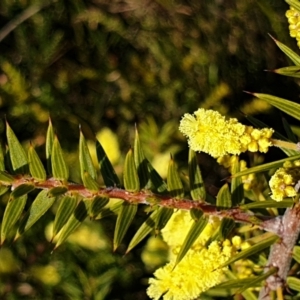 Acacia oxycedrus at Cape Conran, VIC - 9 Aug 2022