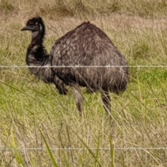 Dromaius novaehollandiae (Emu) at Marlo, VIC - 20 May 2022 by drakes