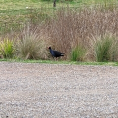 Porphyrio melanotus (Australasian Swamphen) at Mawson Ponds - 8 Sep 2022 by dougsky