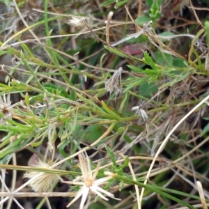 Vittadinia muelleri at Molonglo Valley, ACT - 31 Aug 2022