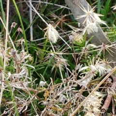 Vittadinia muelleri at Molonglo Valley, ACT - 31 Aug 2022