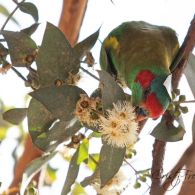 Glossopsitta concinna (Musk Lorikeet) at Holt, ACT - 6 Aug 2022 by Cristy1676
