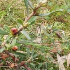 Hibbertia obtusifolia (Grey Guinea-flower) at Molonglo Valley, ACT - 31 Aug 2022 by sangio7