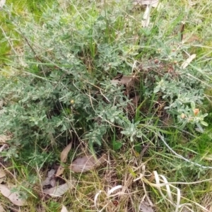 Hibbertia obtusifolia at Molonglo Valley, ACT - 31 Aug 2022