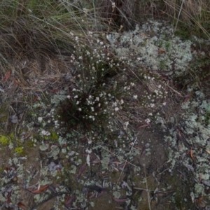 Brachyloma daphnoides at Queanbeyan West, NSW - 8 Sep 2022 07:54 AM