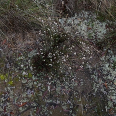 Brachyloma daphnoides (Daphne Heath) at Bicentennial Park - 7 Sep 2022 by Paul4K