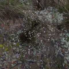 Brachyloma daphnoides (Daphne Heath) at Queanbeyan West, NSW - 7 Sep 2022 by Paul4K