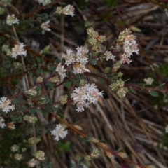 Brachyloma daphnoides at Queanbeyan West, NSW - 8 Sep 2022 07:54 AM