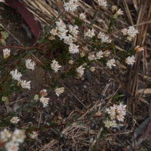 Brachyloma daphnoides at Queanbeyan West, NSW - 8 Sep 2022 07:54 AM