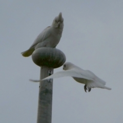 Cacatua sanguinea (Little Corella) at Queanbeyan West, NSW - 7 Sep 2022 by Paul4K