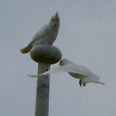 Cacatua sanguinea (Little Corella) at Queanbeyan West, NSW - 8 Sep 2022 by Paul4K