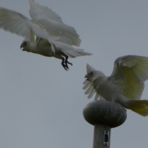 Cacatua sanguinea at Queanbeyan West, NSW - 8 Sep 2022