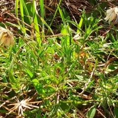 Vittadinia muelleri (Narrow-leafed New Holland Daisy) at Molonglo Valley, ACT - 31 Aug 2022 by sangio7