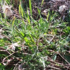 Vittadinia muelleri at Molonglo Valley, ACT - 31 Aug 2022