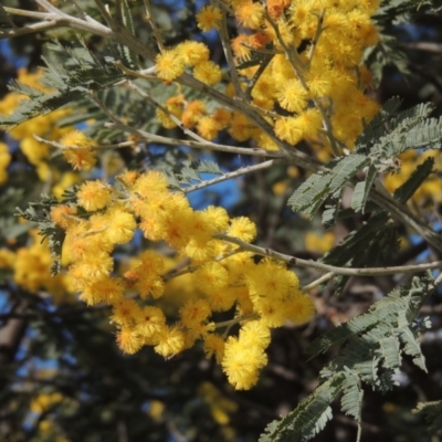 Acacia dealbata (Silver Wattle) at Budjan Galindji (Franklin Grassland) Reserve - 27 Aug 2022 by MichaelBedingfield