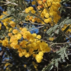 Acacia dealbata (Silver Wattle) at Budjan Galindji (Franklin Grassland) Reserve - 27 Aug 2022 by michaelb