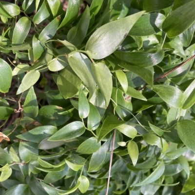 Asparagus asparagoides (Bridal Creeper, Florist's Smilax) at Watson, ACT - 7 Sep 2022 by waltraud