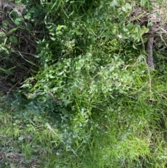 Asparagus asparagoides at Watson, ACT - 7 Sep 2022