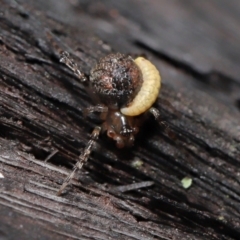 Unidentified Orb-weaving spider (several families) (TBC) at Acton, ACT - 19 Aug 2022 by TimL