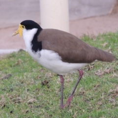 Vanellus miles (Masked Lapwing) at Kioloa, NSW - 15 Jun 2014 by MichaelBedingfield