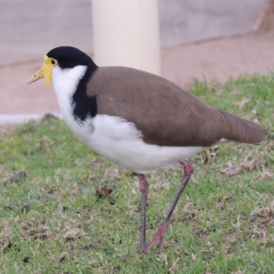 Vanellus miles (Masked Lapwing) at Kioloa, NSW - 15 Jun 2014 by michaelb