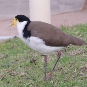 Vanellus miles at Kioloa, NSW - 15 Jun 2014