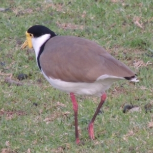 Vanellus miles at Kioloa, NSW - 15 Jun 2014 05:44 PM