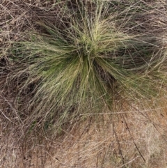 Nassella trichotoma (Serrated Tussock) at Watson, ACT - 7 Sep 2022 by waltraud