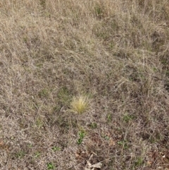 Nassella trichotoma (Serrated Tussock) at The Fair, Watson - 7 Sep 2022 by waltraud