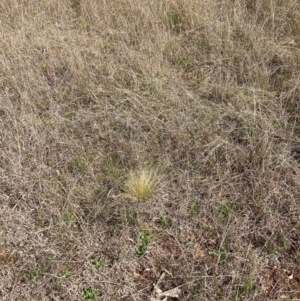 Nassella trichotoma at Watson, ACT - 7 Sep 2022