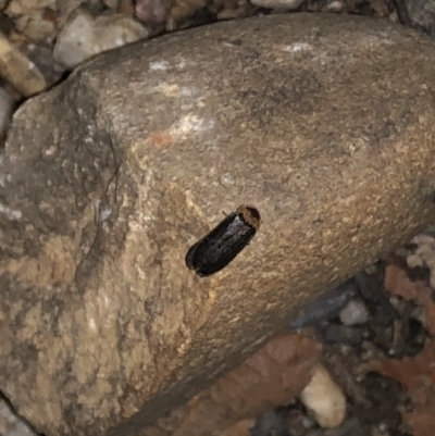 Unverified Other beetle at Bellingen, NSW - 6 Sep 2022 by Topknot