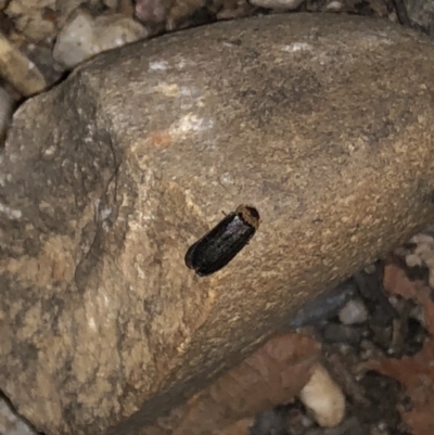 Unidentified Weevil (Curculionoidea) at Bellingen, NSW - 6 Sep 2022 by Topknot