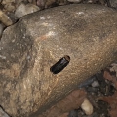Unidentified Other beetle (TBC) at suppressed - 6 Sep 2022 by Topknot