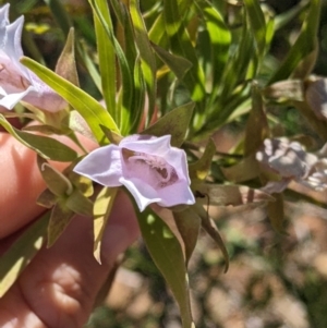 Eremophila freelingii at Tibooburra, NSW - 30 Aug 2022 09:53 AM