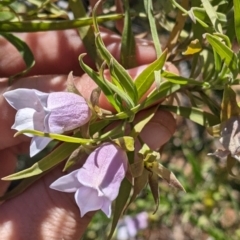 Eremophila freelingii at Tibooburra, NSW - 30 Aug 2022 09:53 AM