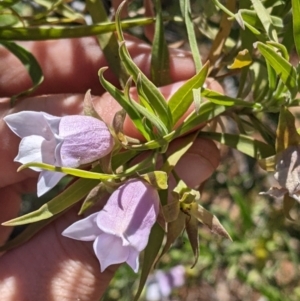 Eremophila freelingii at Tibooburra, NSW - 30 Aug 2022 09:53 AM