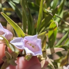 Eremophila freelingii at Tibooburra, NSW - 30 Aug 2022 09:53 AM