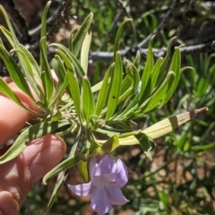 Eremophila freelingii at Tibooburra, NSW - 30 Aug 2022 09:53 AM