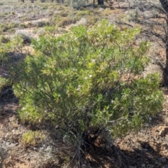 Eremophila freelingii at Tibooburra, NSW - 30 Aug 2022 09:53 AM