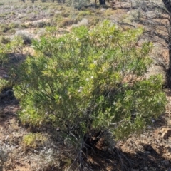 Eremophila freelingii at Tibooburra, NSW - 30 Aug 2022